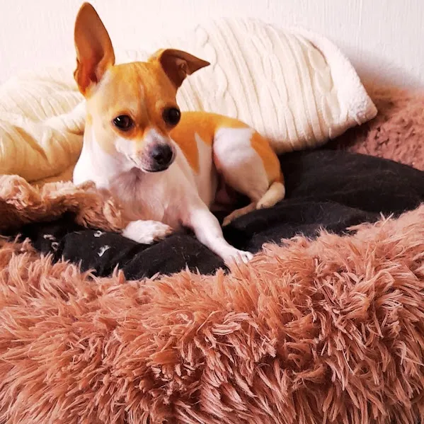 Hotel Boutique para razas de perro pequeñas