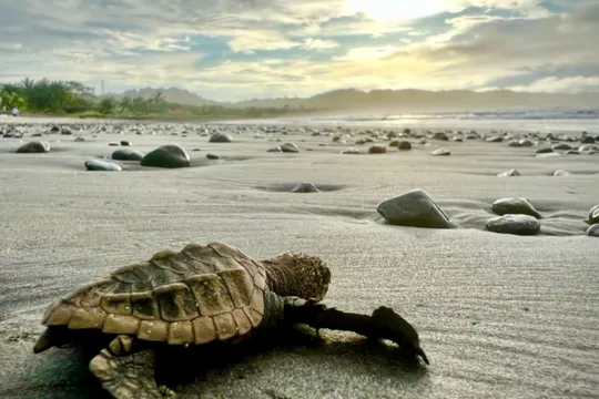 Incredible Panama - Activities Tortugas Conservation Volunteers