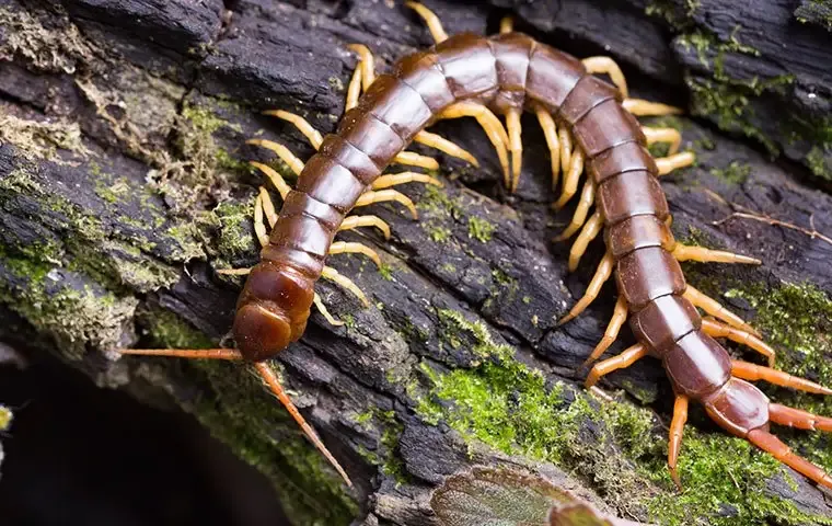 a centipede on a moist log