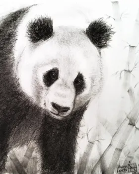 Zookromia - Carboncillo - Panda