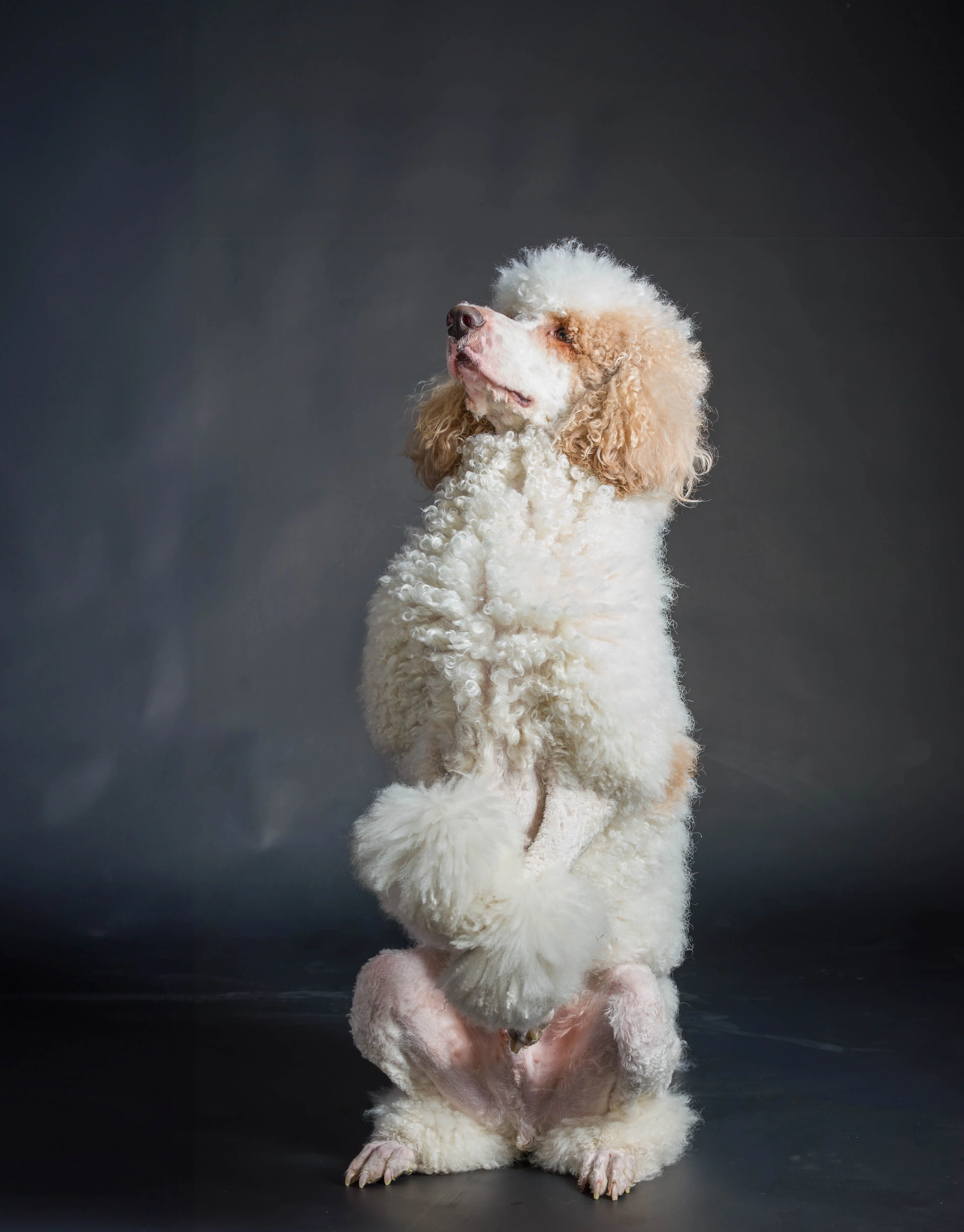 Photo of a poodle at the Strictly Paws photo studio in Canberra