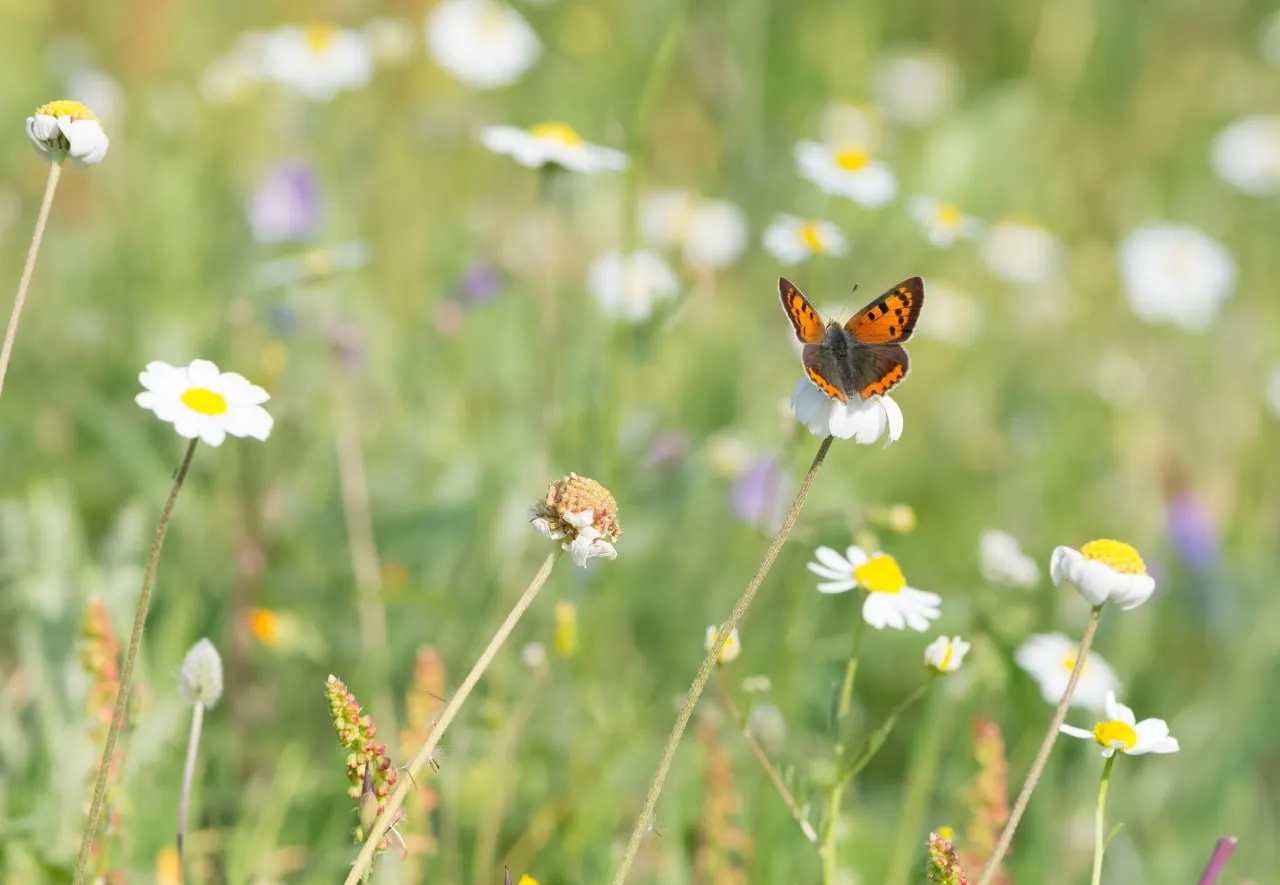 Butterfly Meadows - My Garden Academy