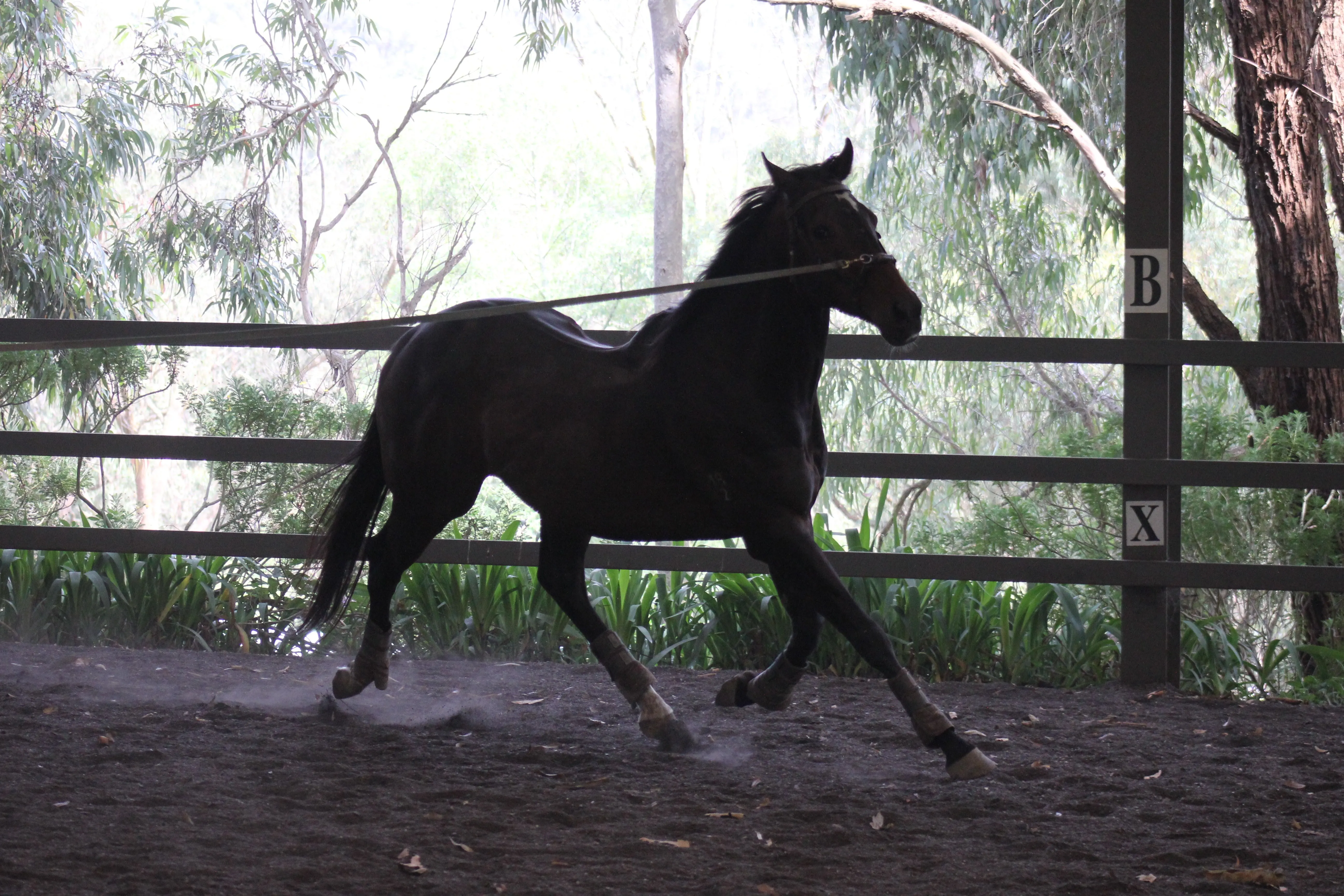 Mojo starting his pre-racing training