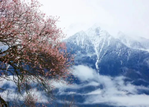Linzhi Joy