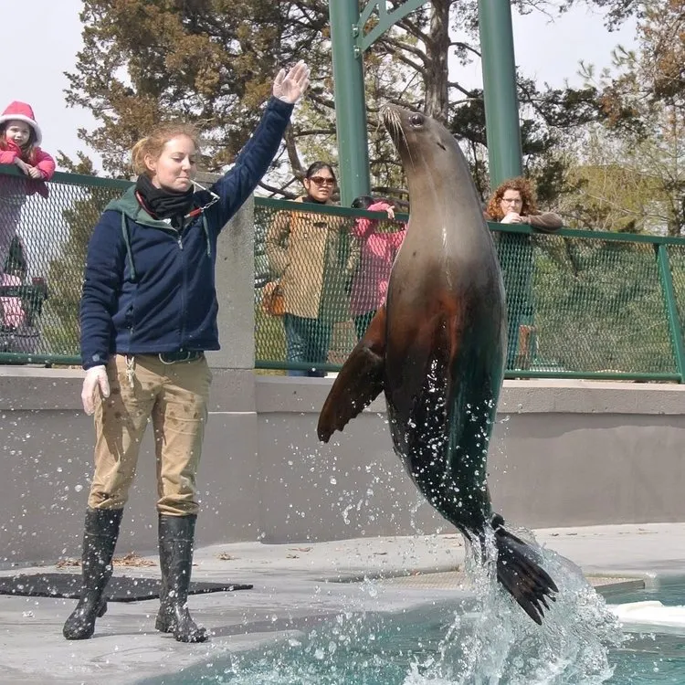 Sea lion performing trained behavior during a guest interaction, part of Jena’s zookeeper background in behavior modification and relationship-based training.