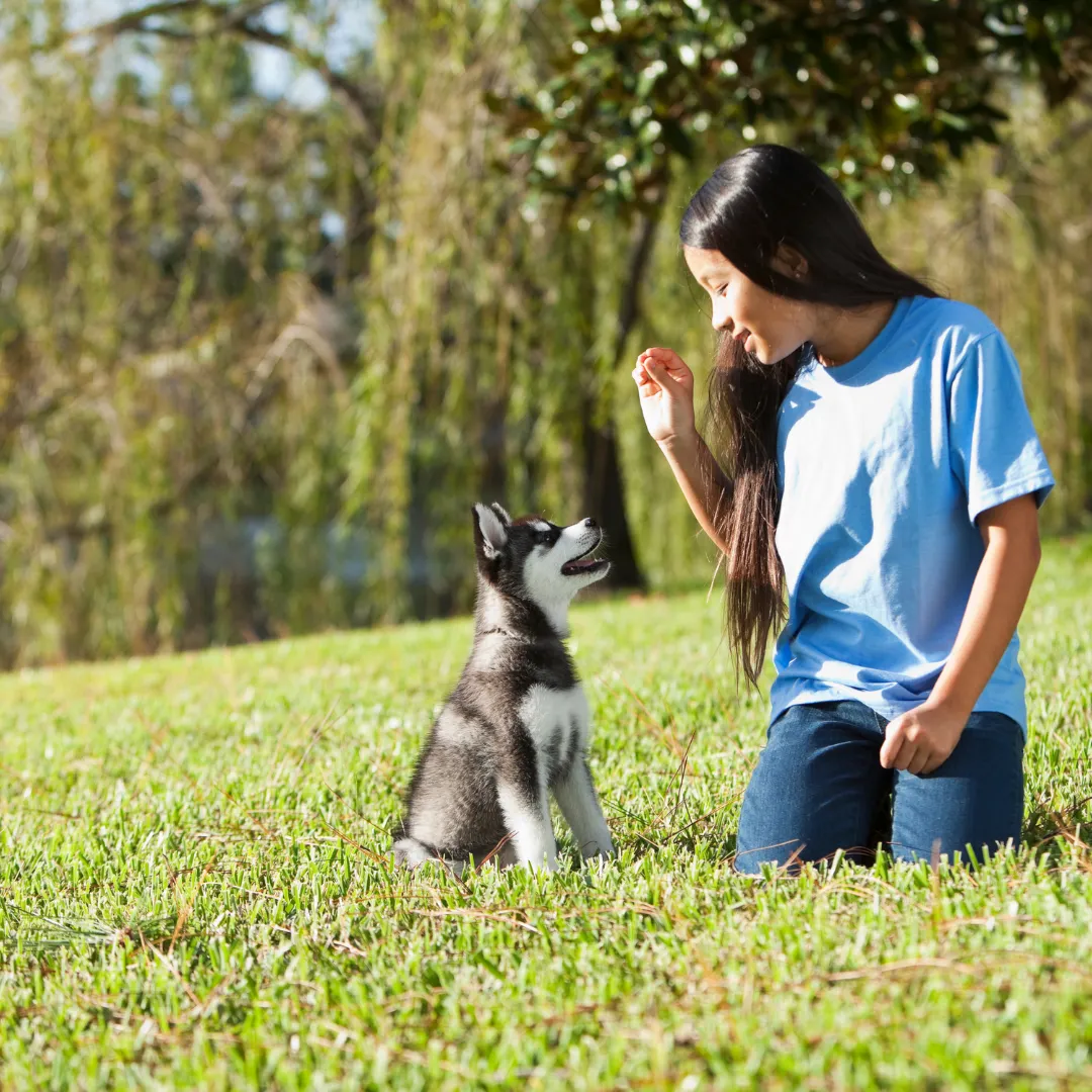 Puppy training in Northwest Arkansas with a young Husky learning sit commands from a trainer in a sunny park