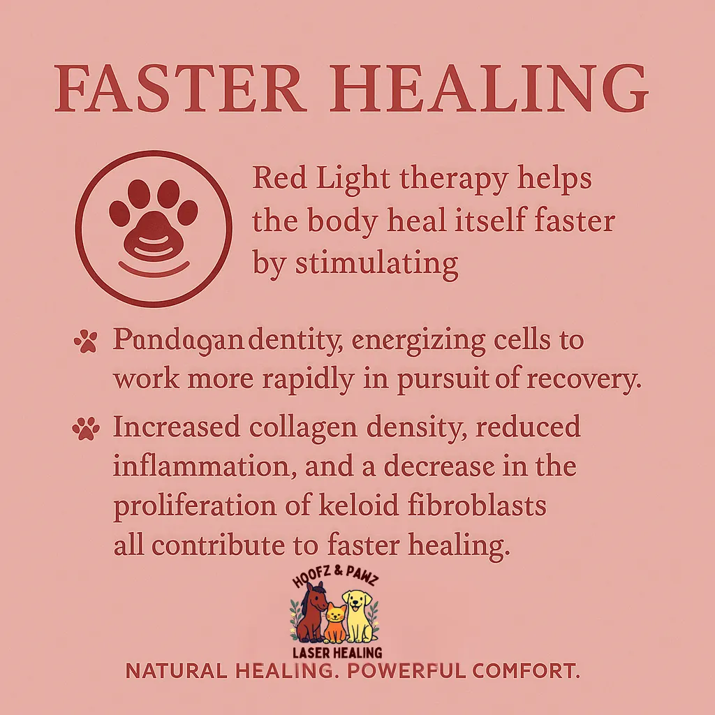 Red light therapy poster showing faster healing benefits for dogs and cats in Kamloops