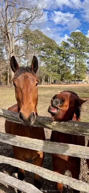 enjoy time under blue sky with the horses