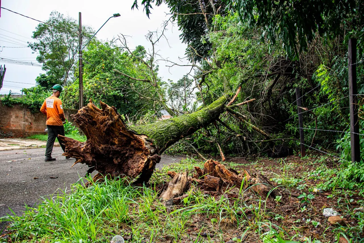 stump grinding