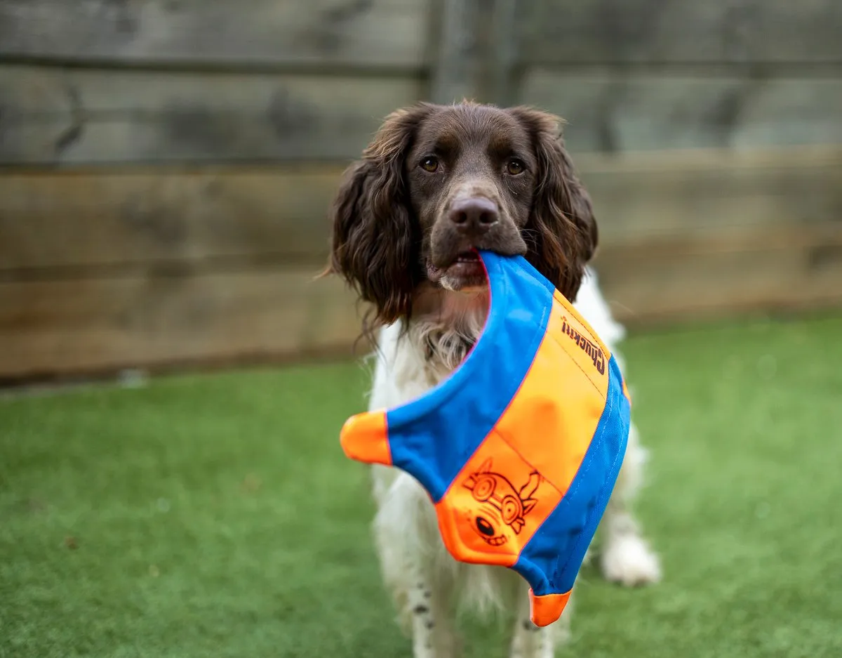 Photo of a dog named Nala, a guest at Strictly Paws in Gungahlin