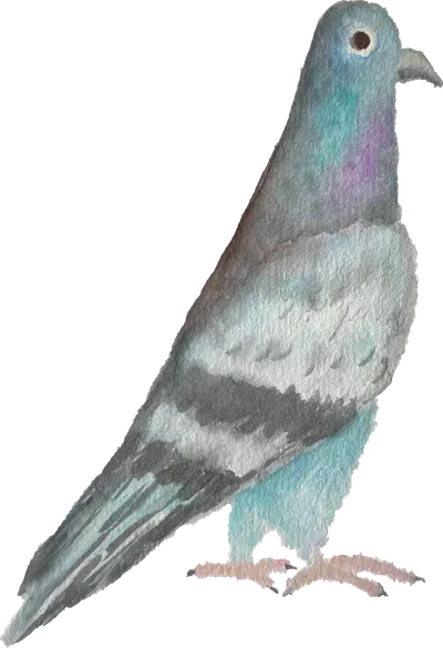 bianca-rathgeb-pigeon