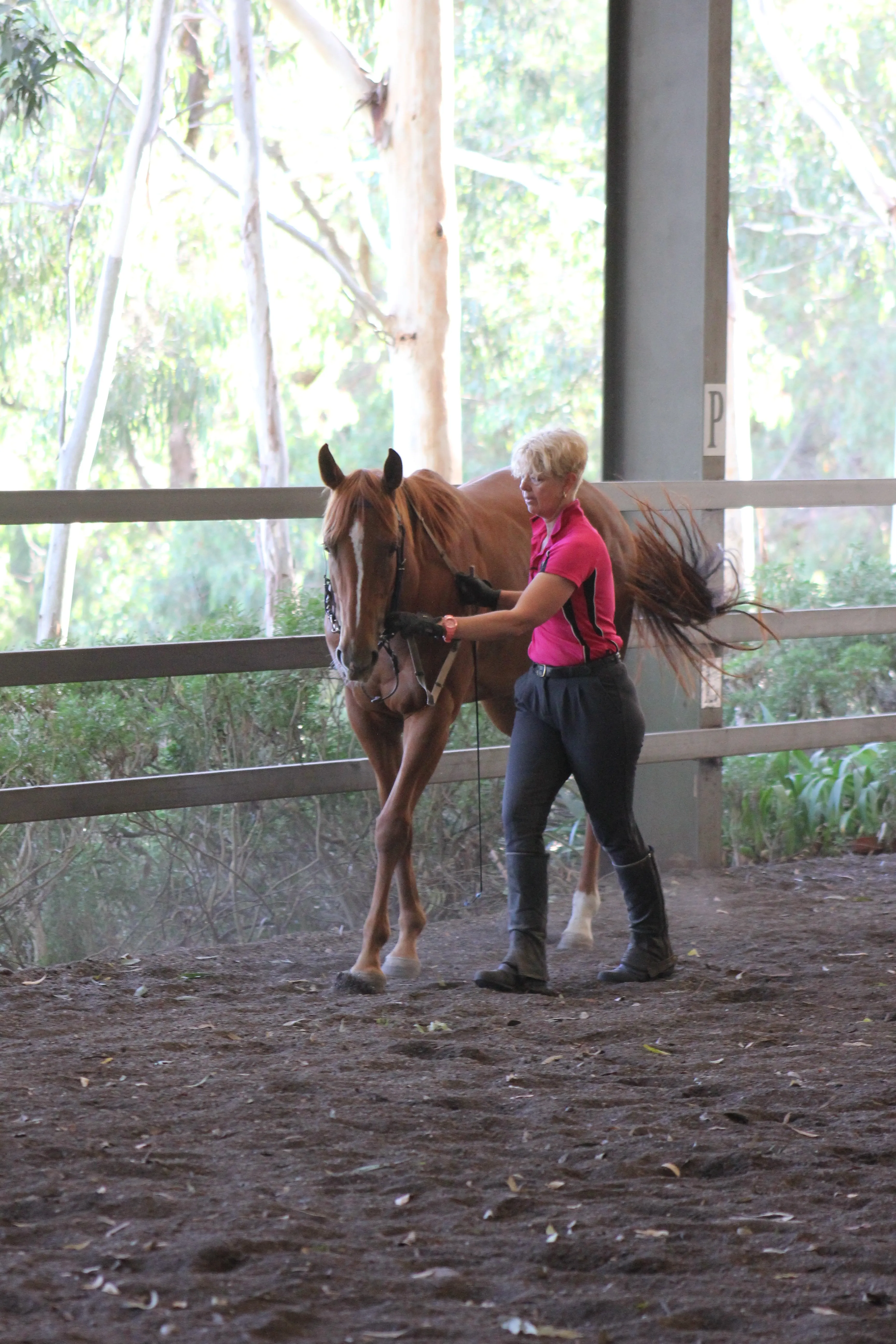 Leanne in the arena taking Maggie through our in-hand work to continue working on her relaxation and posture while in locomotion