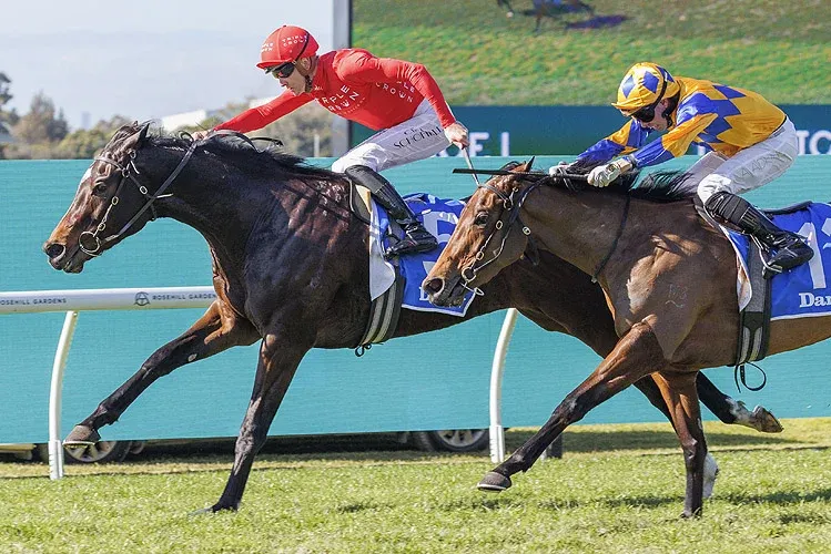 Without Peer — impressive first-up winner, G3 placed,