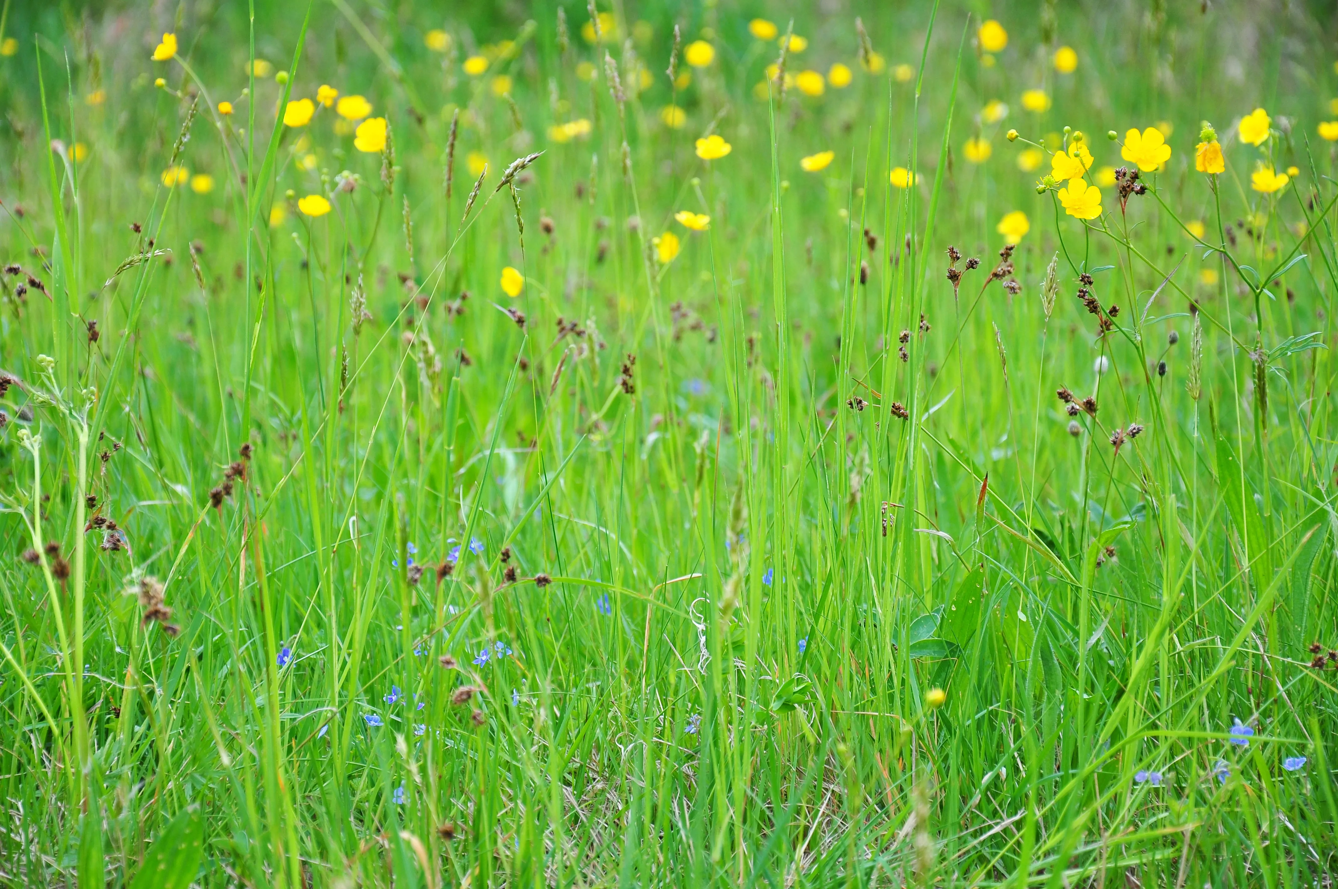 Wildflower Meadow My Garden Academy