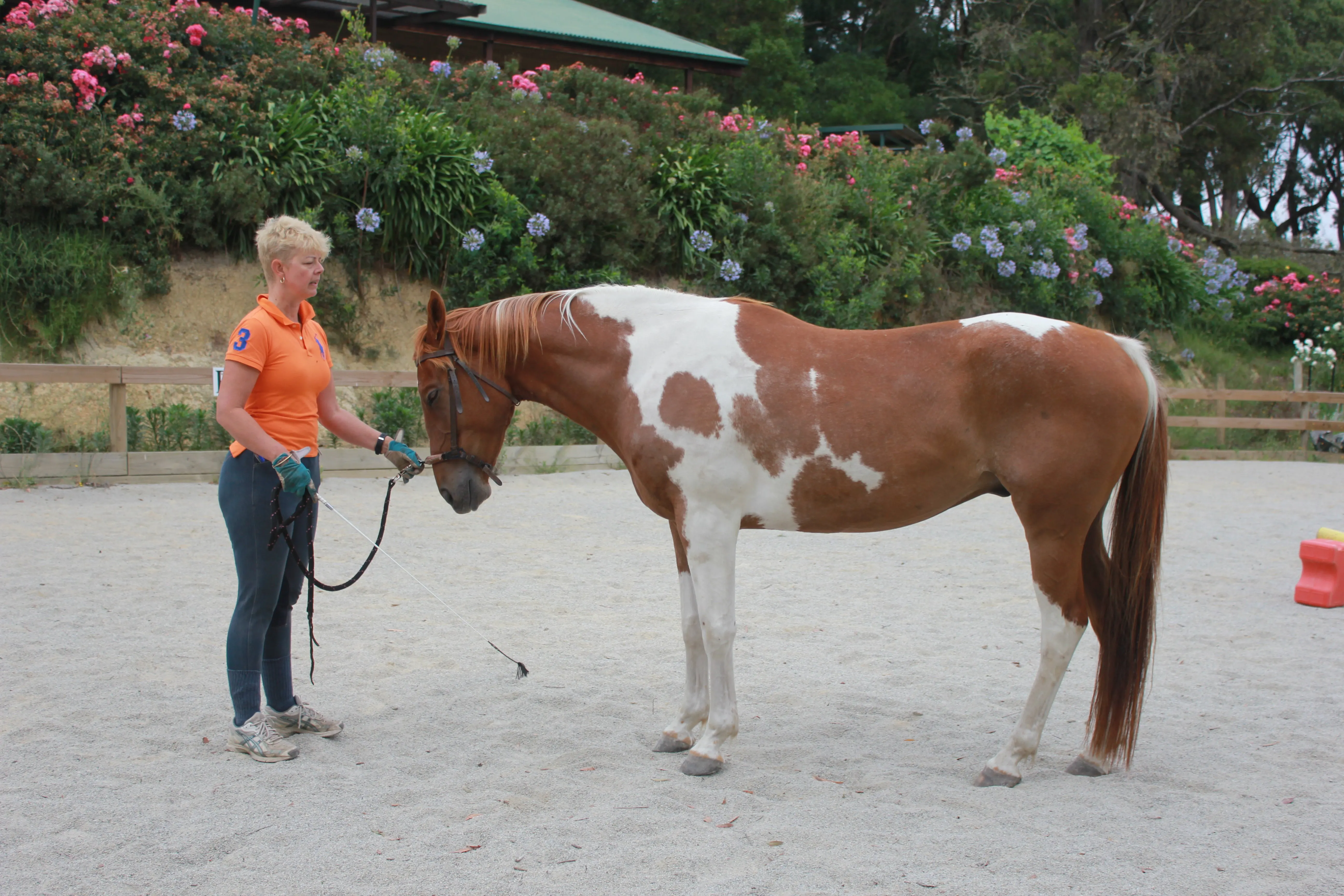 A horse in training going through their cavesson work to help with correcting their balance and posture while standing still and in the walk