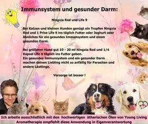 Immunsystem und gesunder Darm beim Hund