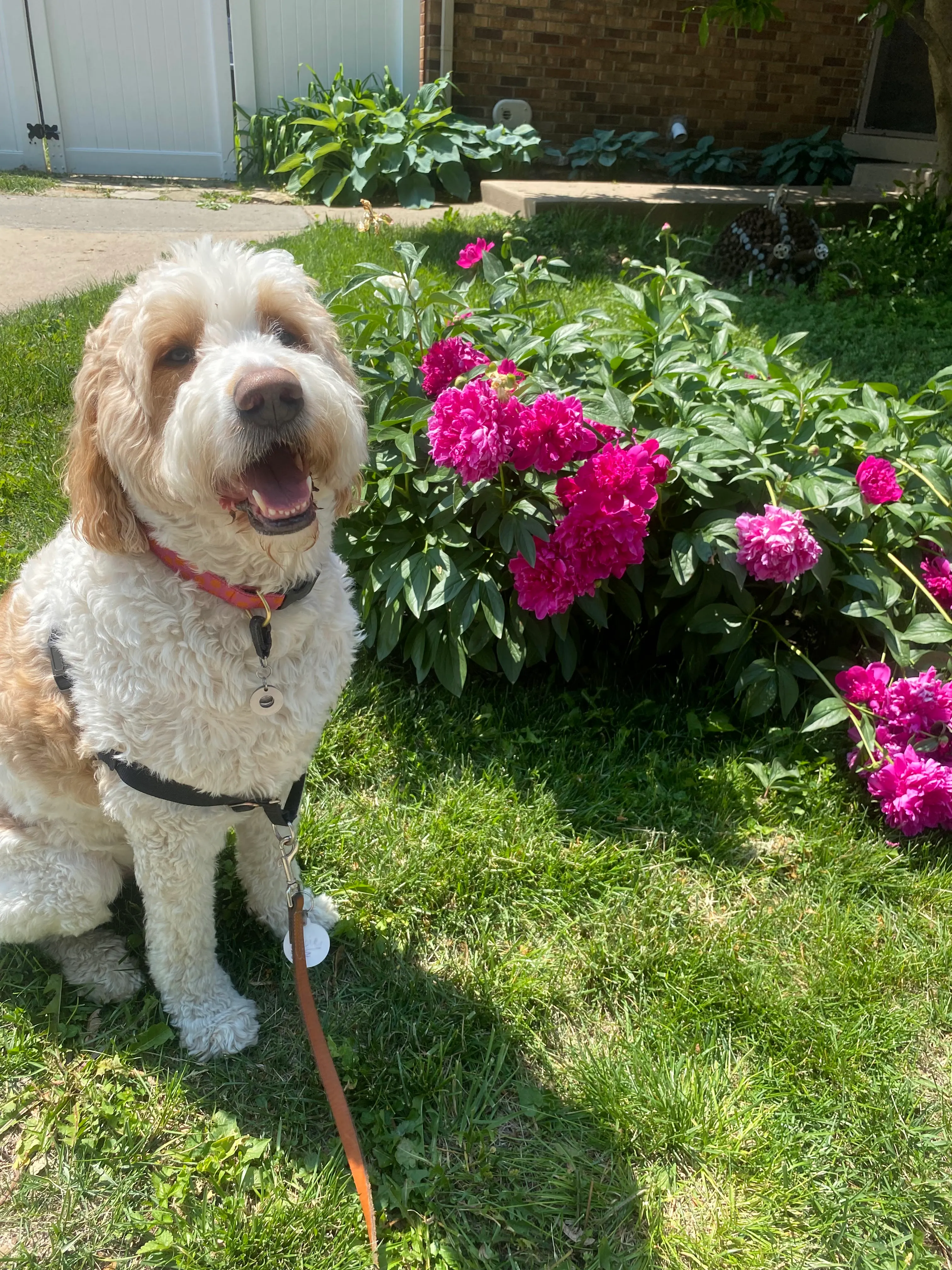 Happy Goldendoodle sitting calmly on leash beside flowers outdoors, demonstrating relaxed behavior and everyday dog training progress in Kansas City.