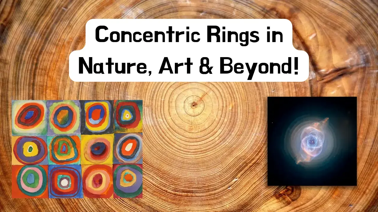 MathArt™ - Concentric Rings in Art, Nature & Beyond