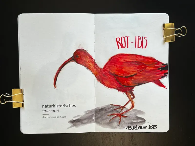 bianca-rathgeb-rot-ibis-illustration