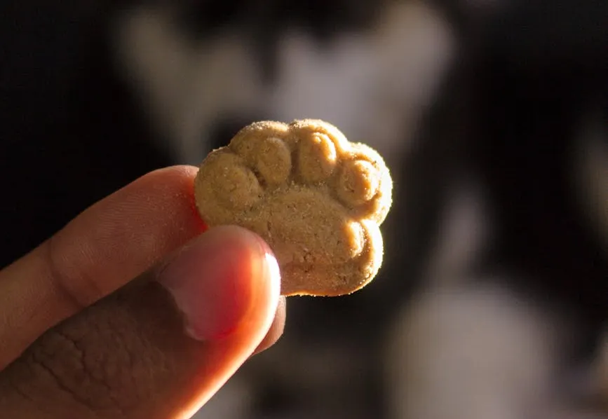 Paw-shaped dog treat symbolizing positive reinforcement, the reward-based training method used to prepare future therapy dogs in Northwest Arkansas.
