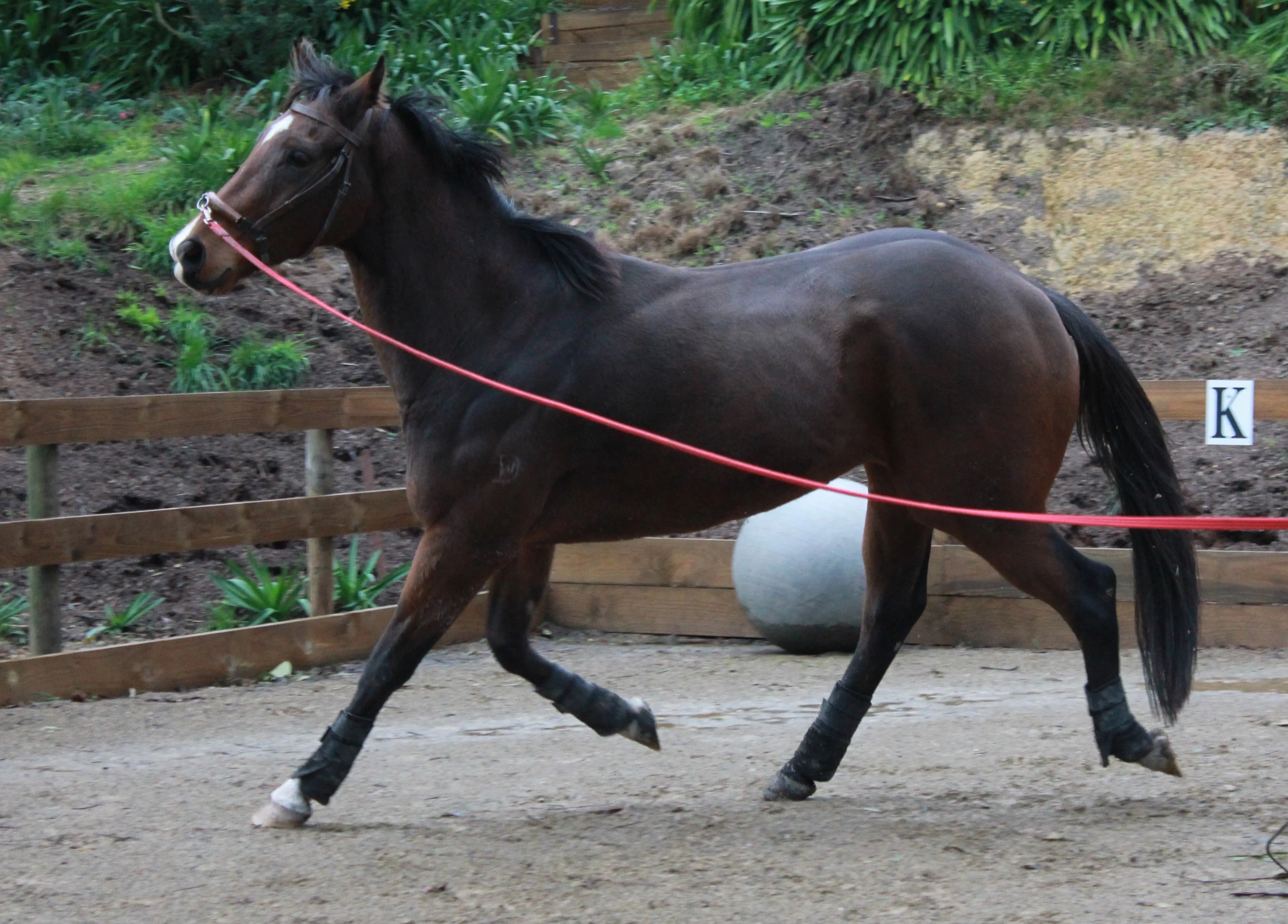 Joe at the start of his racehorse pre-training 