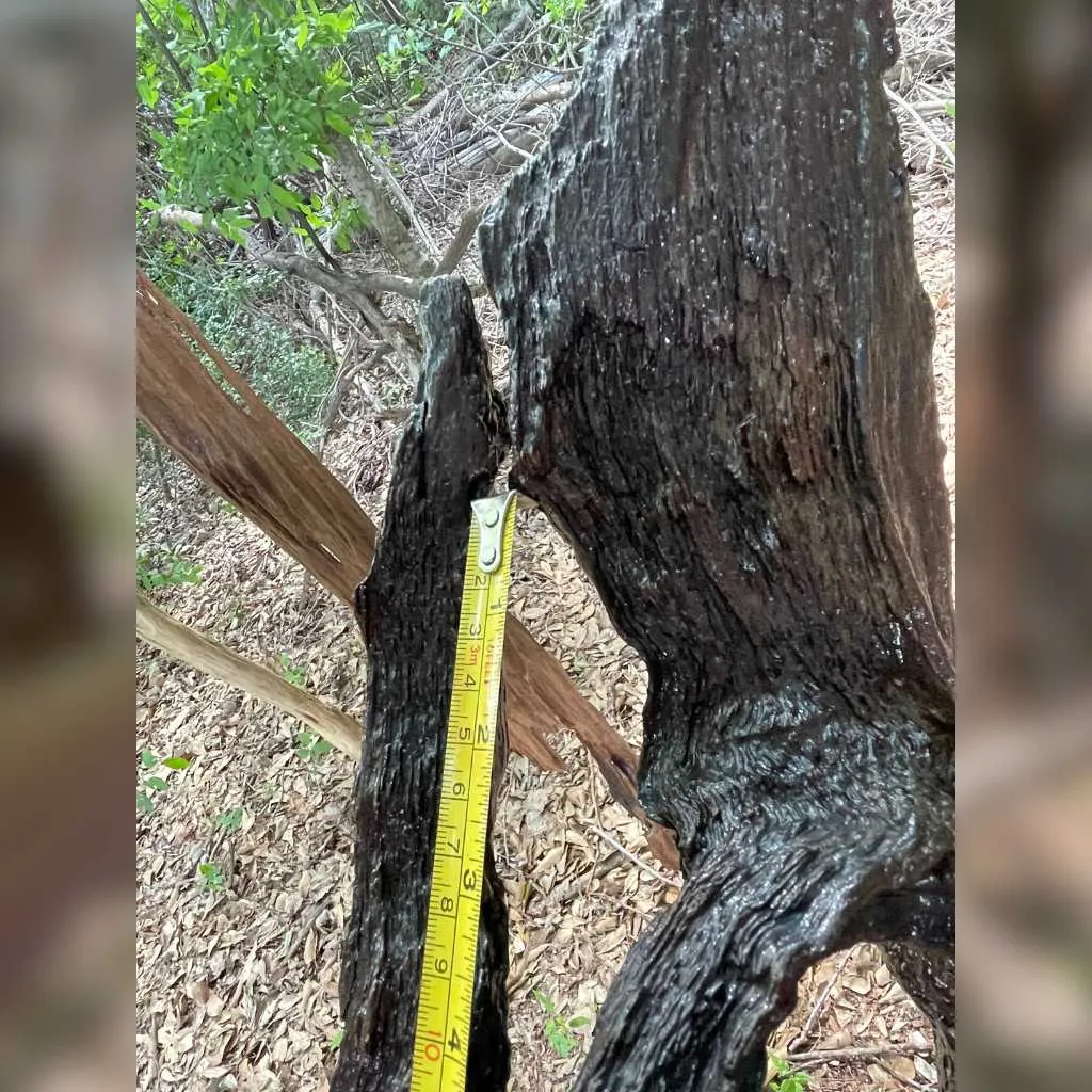 driftwood measurement