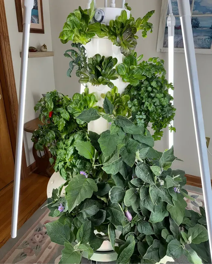 Tower Garden Flex growing eggplant and vegetables indoors