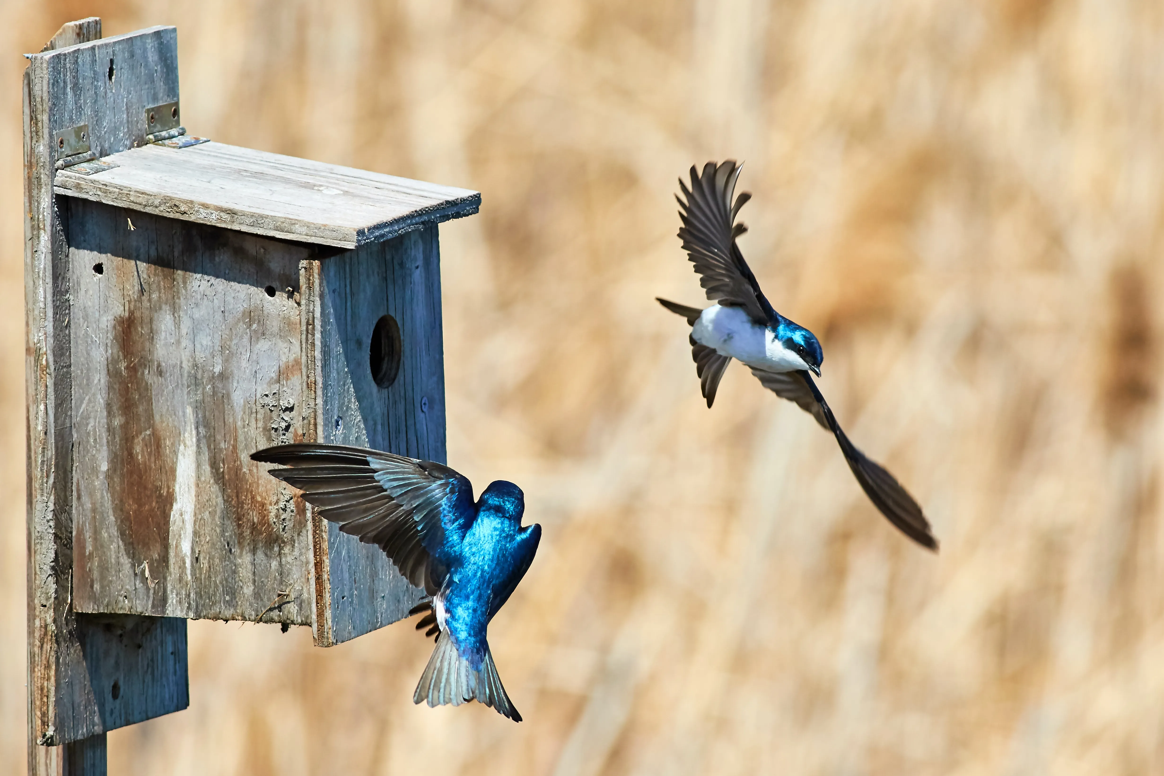 Blue birds at a blue bird house