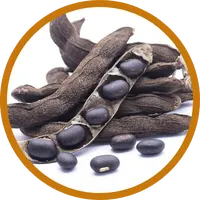 velvet bean