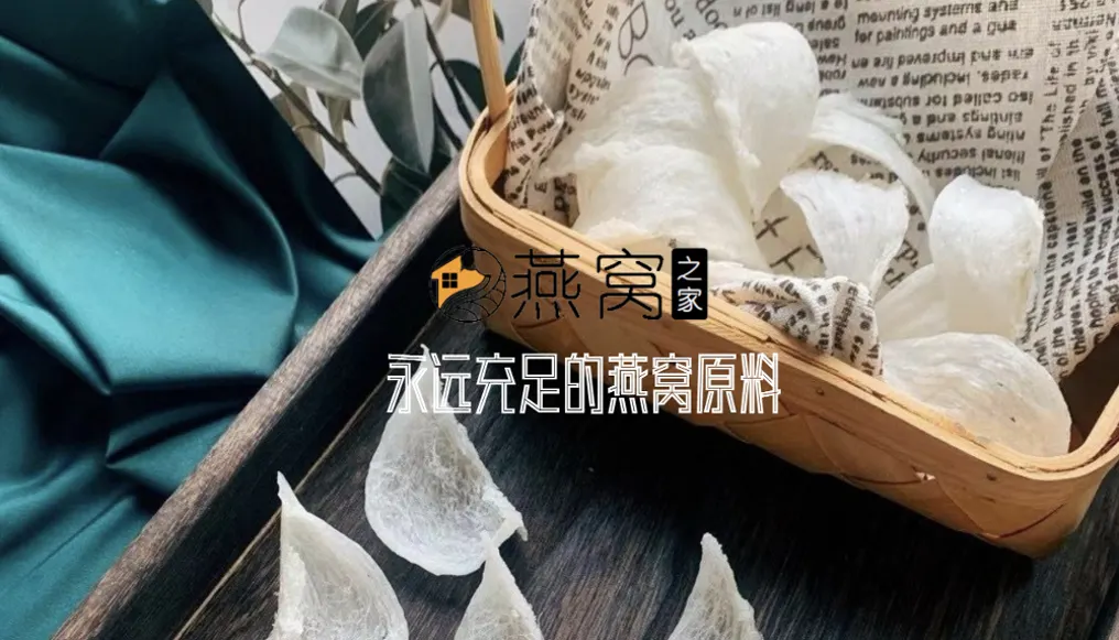 毛燕批发