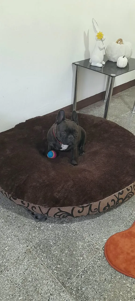 Hotel Boutique para perros en san lucas sacatepequez