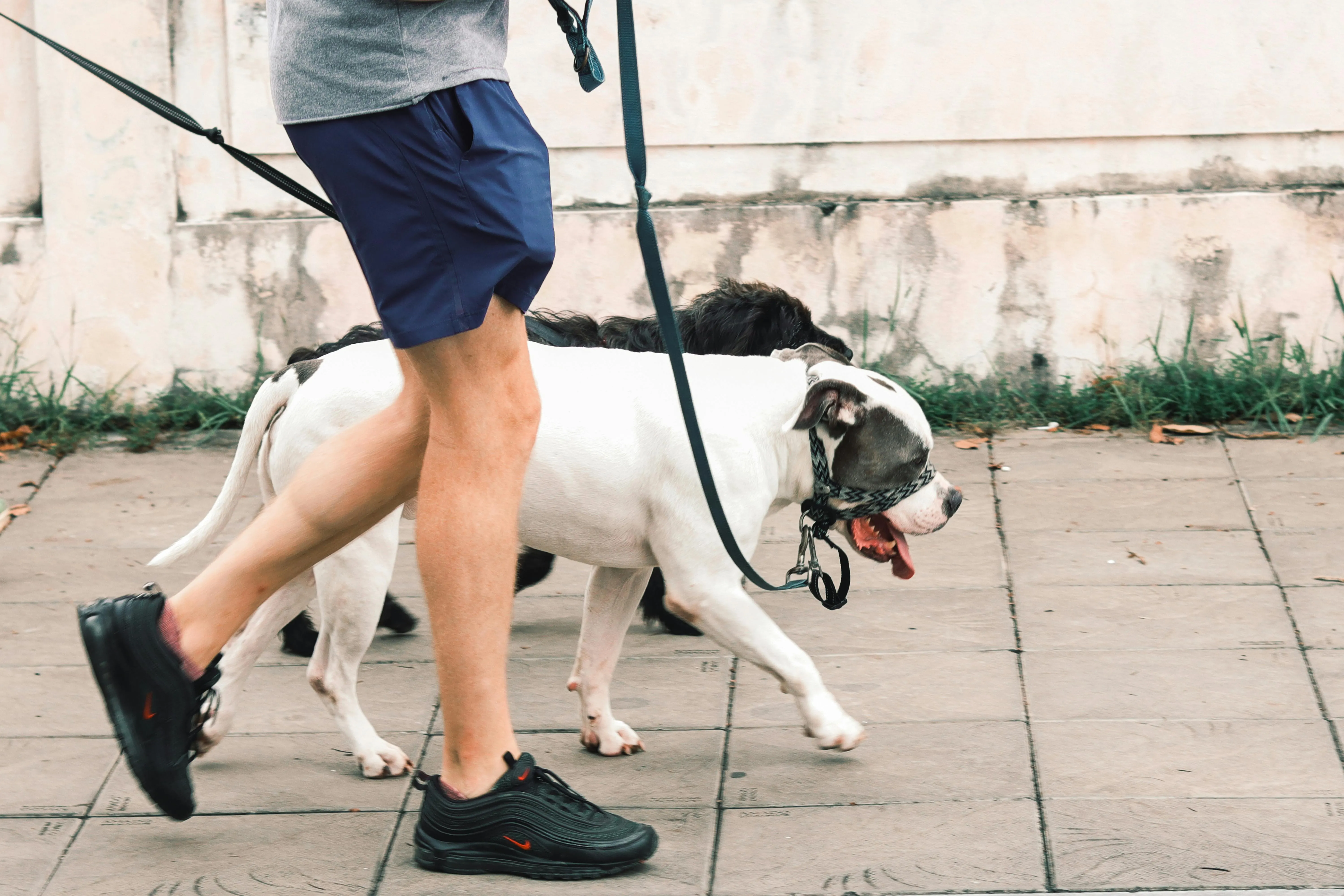 Dog pulling on leash during a walk while owner holds leash, demonstrating common leash training challenges