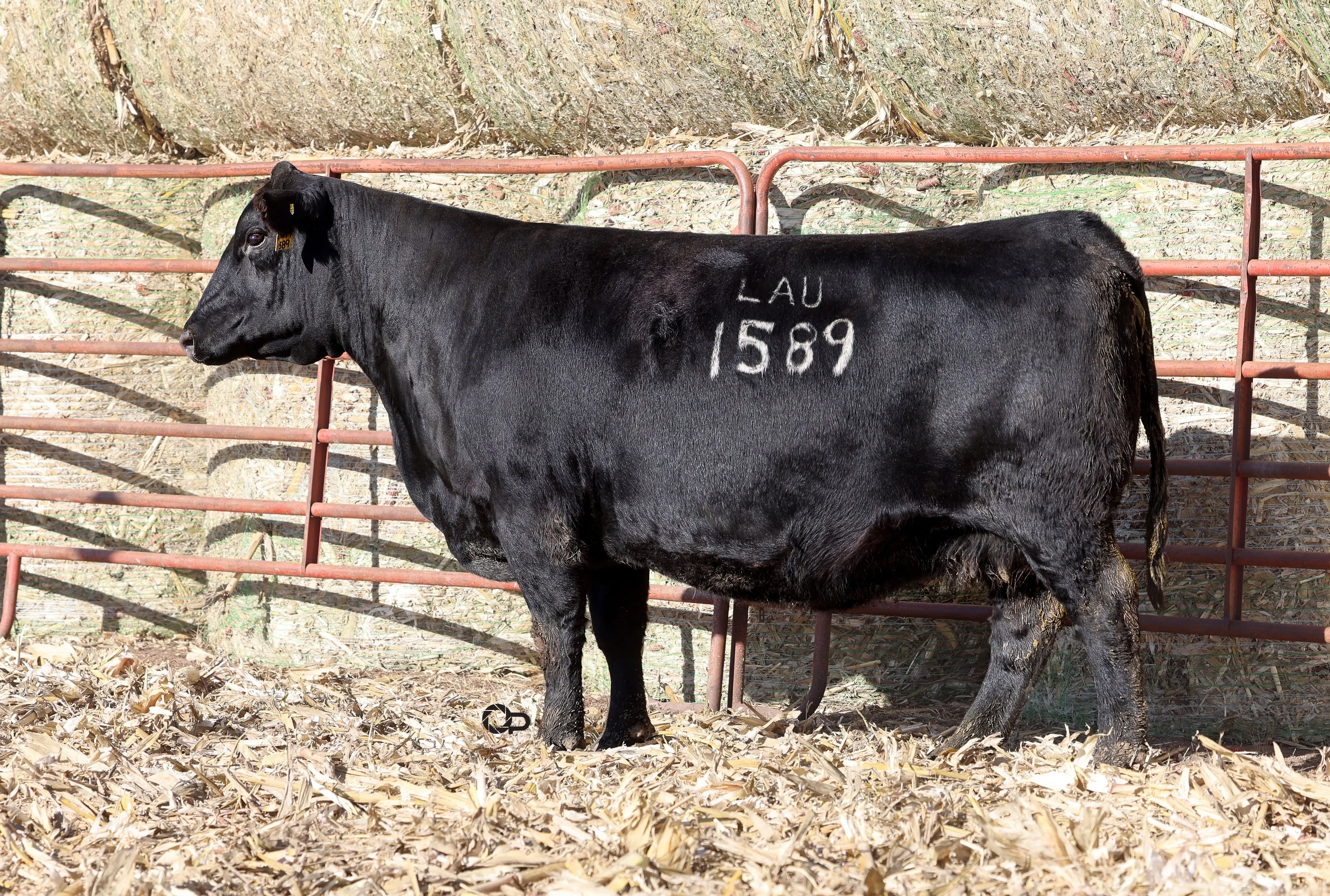 Lot 68 Lau Angus Bred Cow Sale 2023