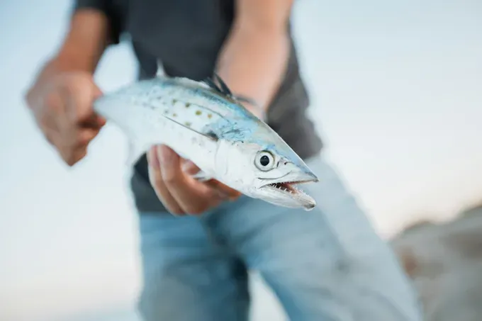 a pic of king mackerel