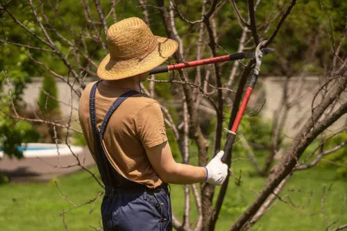 Affordable Astoria Queens tree services