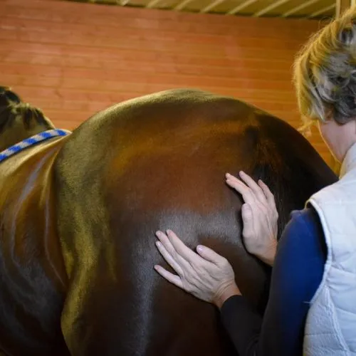 Equine Craniosacral Therapy done by Christina Naas