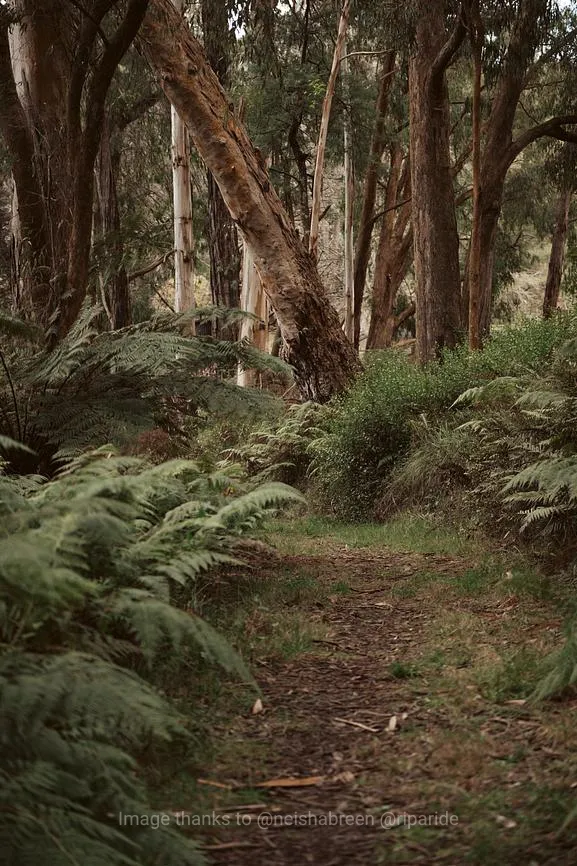 Nature Retreat Forest Walk Dandenong Ranges at Nurture Creek