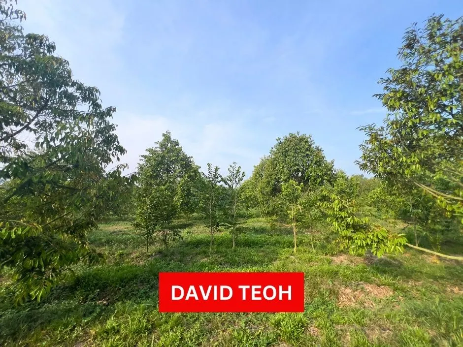 agriculture land for sale at kampung wellesley sungai jawi