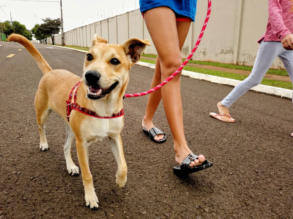 leash training dog and puppy tr