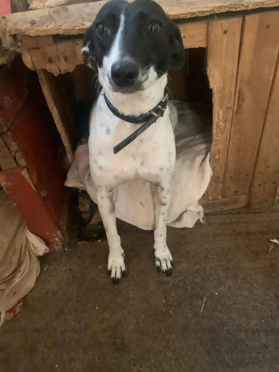 Bella: A black and white Fox Terrier mix sitting shyly in a wooden shelter. Calm and sweet, she enjoys toys, cuddles, and sleeping under covers. Great with kids and dogs.