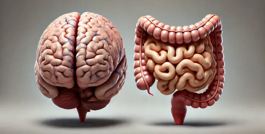 the brain and intestines placed right next to each other