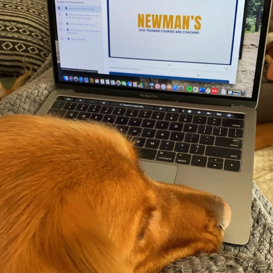 Online dog training classes Newmans Dog Training k9