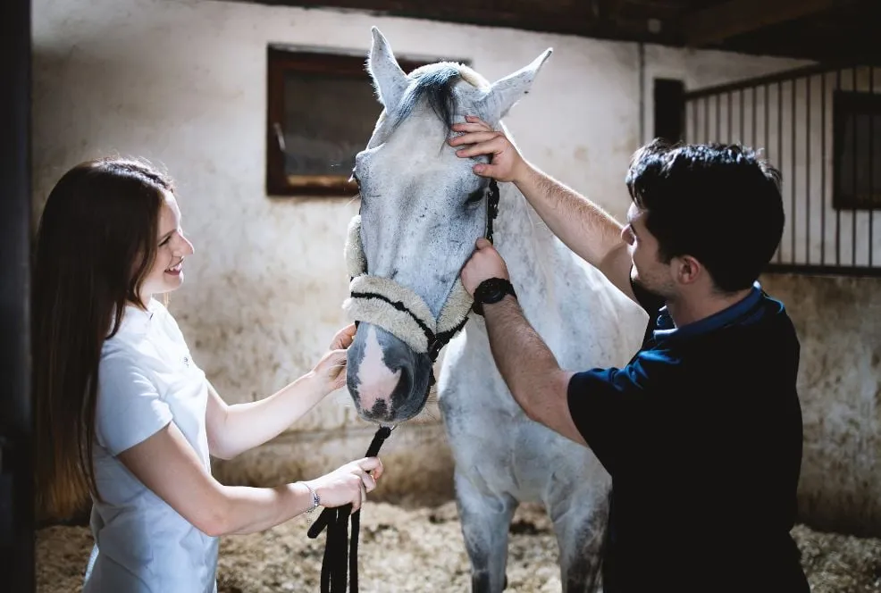 An equine vet talking with a client