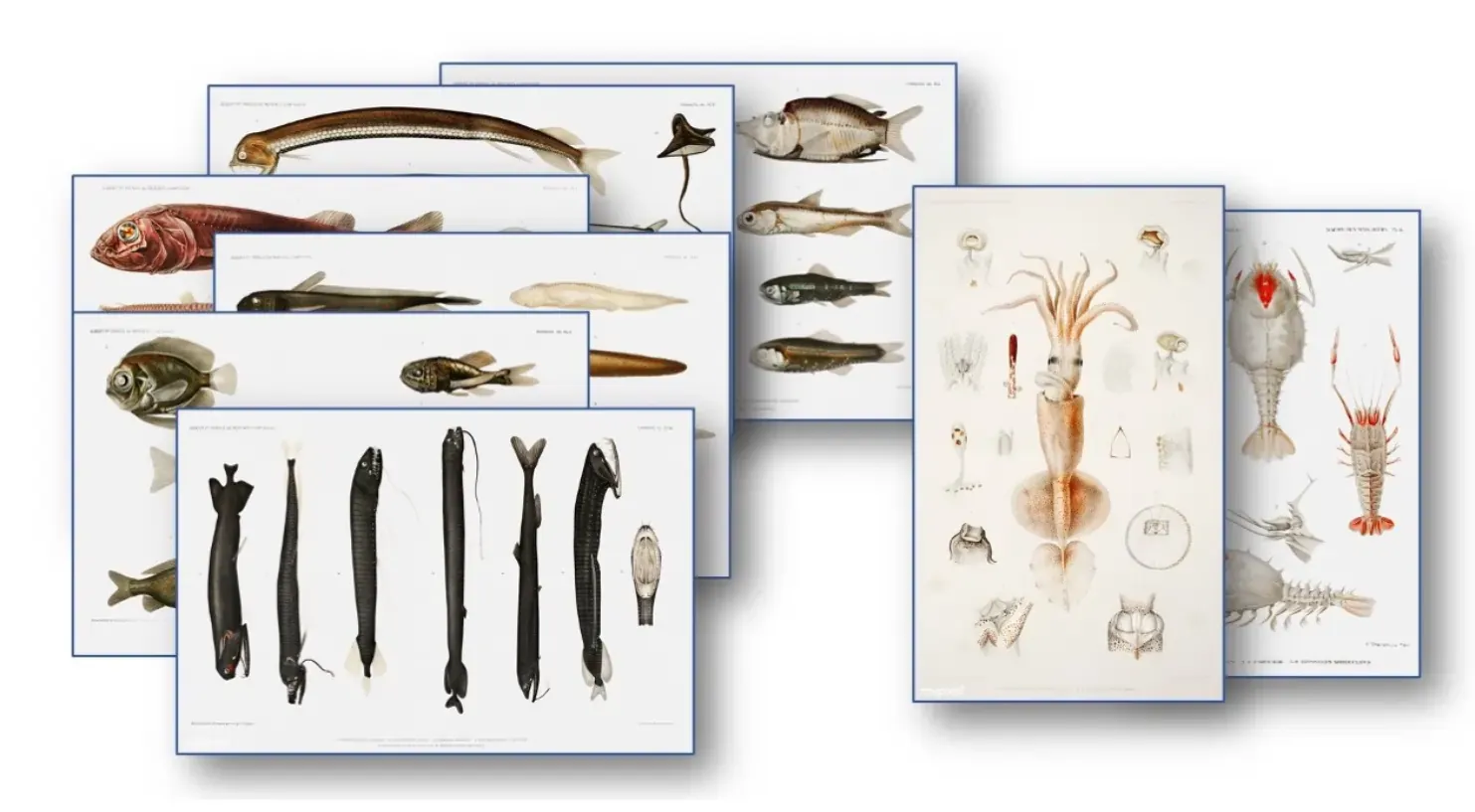 deep-sea creature posters
