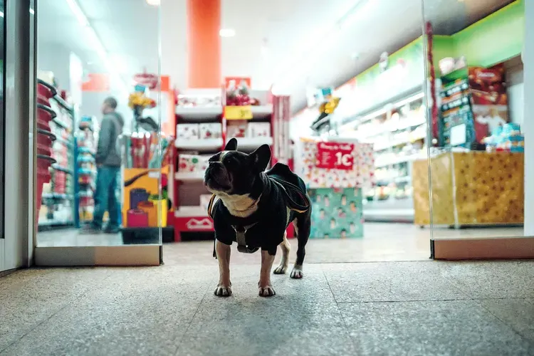 Dog in Pet Store