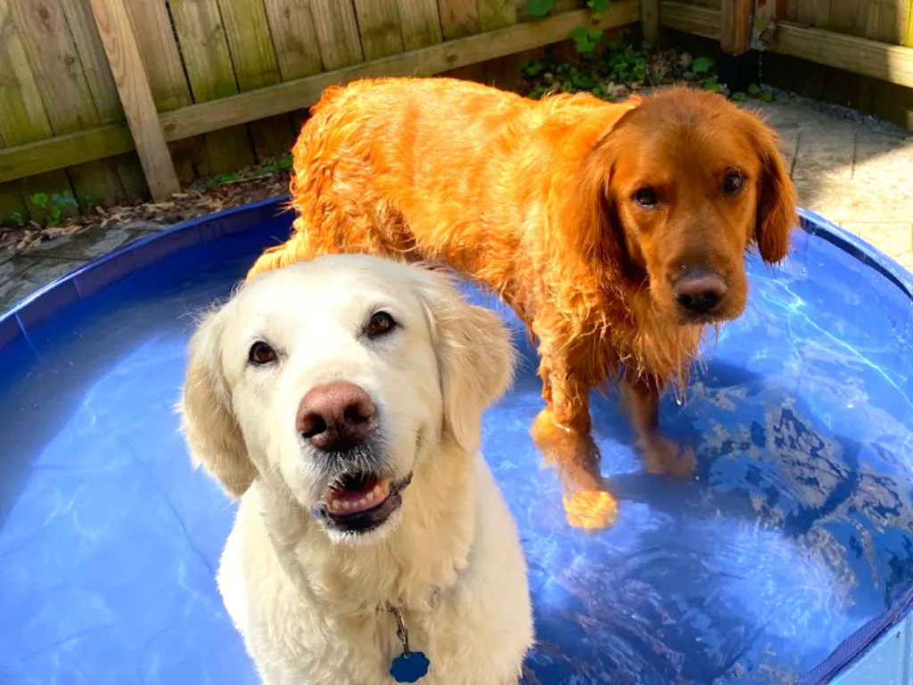 Northwest Arkansas dog board and train golden retrievers in a pool Newman's Dog Training