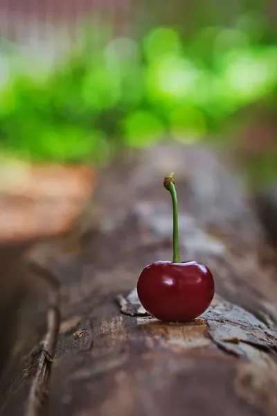 single healthy cherry coming into focus