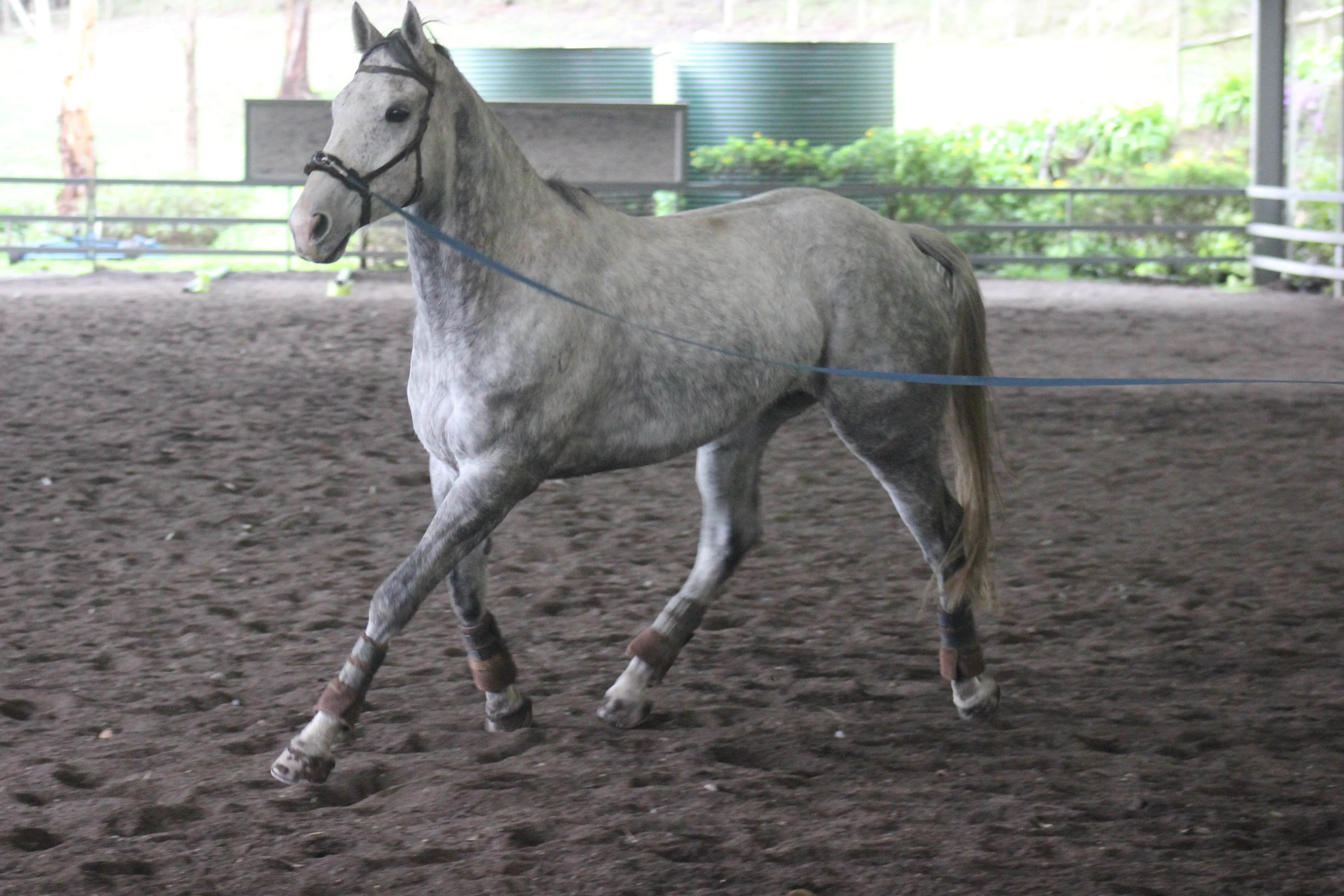 Week 1 of Bob's racehorse pre-training