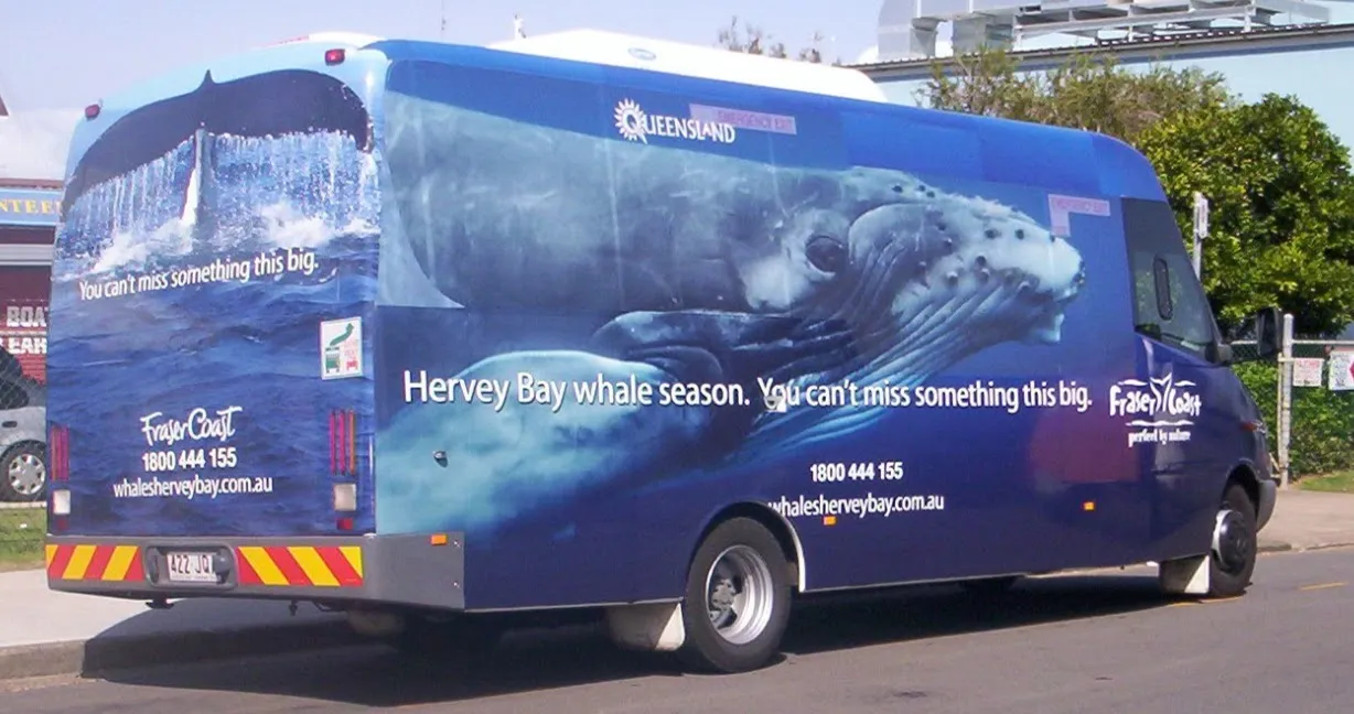 Whale Watch Bus, Hervey Bay