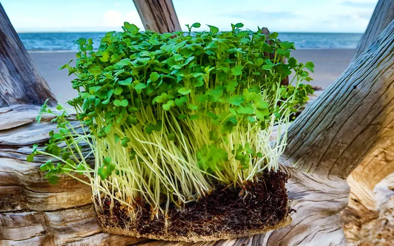 microgreen refills